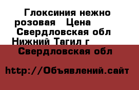 Глоксиния нежно розовая › Цена ­ 200 - Свердловская обл., Нижний Тагил г.  »    . Свердловская обл.